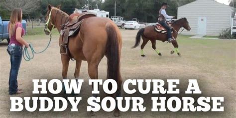 how to handle a buddy sour horse